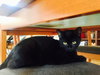Eloise (bonded with Rhonda, kitten sisters)