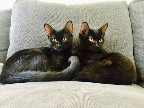 The Scaredy-Cat Kitten - Twin Sisters