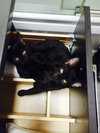 Eloise (bonded with Rhonda, kitten sisters)
