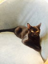 Eloise (bonded with Rhonda, kitten sisters)