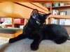 Eloise (bonded with Rhonda, kitten sisters)
