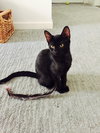 Eloise (bonded with Rhonda, kitten sisters)