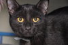 Eloise (bonded with Rhonda, kitten sisters)