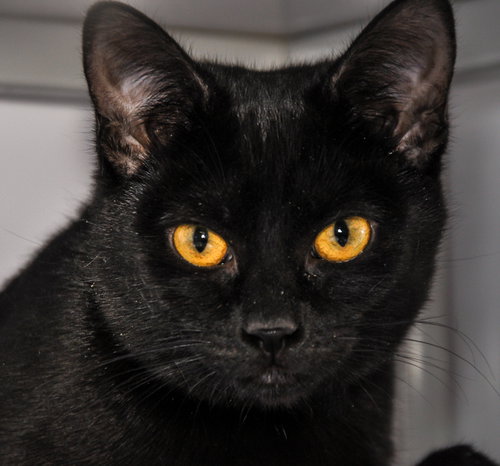 Peanut 2017 (bonded with Rosie)