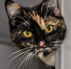Peanut 2017 (bonded with Rosie)