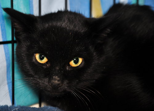 Alex (bonded with Krystal, a bobtail pair)