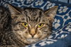 Alex (bonded with Krystal, a bobtail pair)