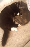Percival (bonded with Bit-z-boo)
