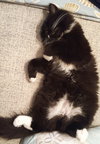 Percival (bonded with Bit-z-boo)