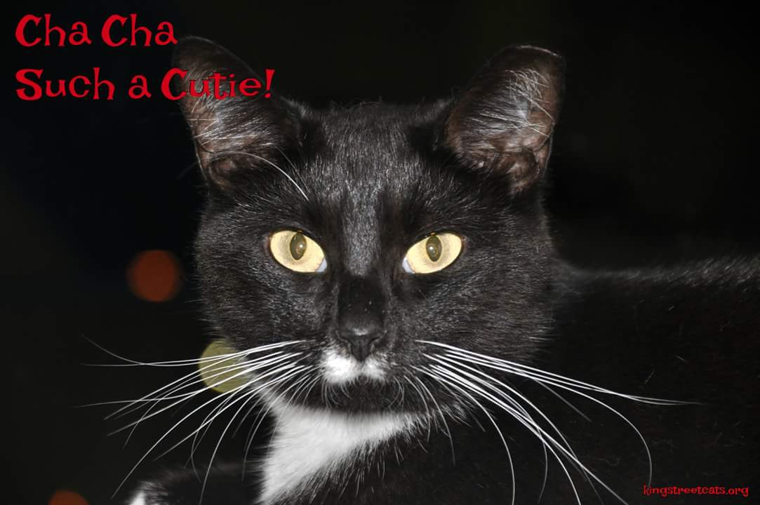 Cha Cha s Web Page