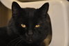 Vixen (FIV+ and Positively Adoptable!)