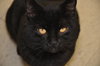 Vixen (FIV+ and Positively Adoptable!)