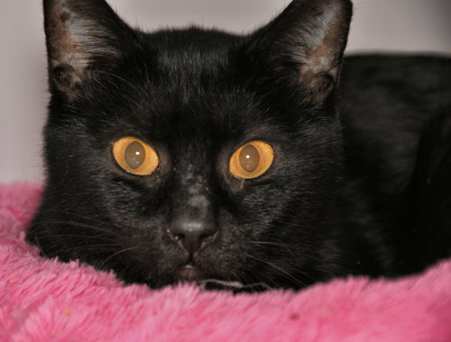Onyx