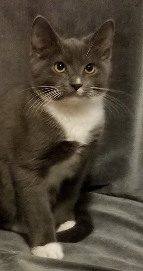 Chico