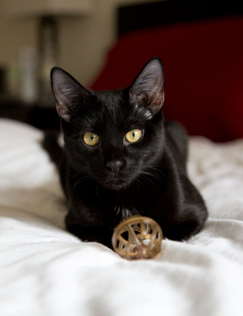 Ash (bonded with Willow)