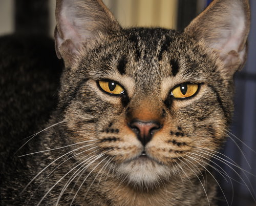 Cheddar (a St Croix kitty)
