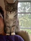 Vivian (FIV+ Pint Sized Snuggle Bug)