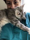 Vivian (FIV+ Pint Sized Snuggle Bug)