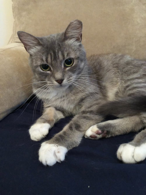 Vivian (FIV+ Pint Sized Snuggle Bug)
