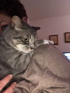 Vivian (FIV+ Pint Sized Snuggle Bug)