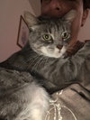 Vivian (FIV+ Pint Sized Snuggle Bug)