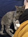 Vivian (FIV+ Pint Sized Snuggle Bug)
