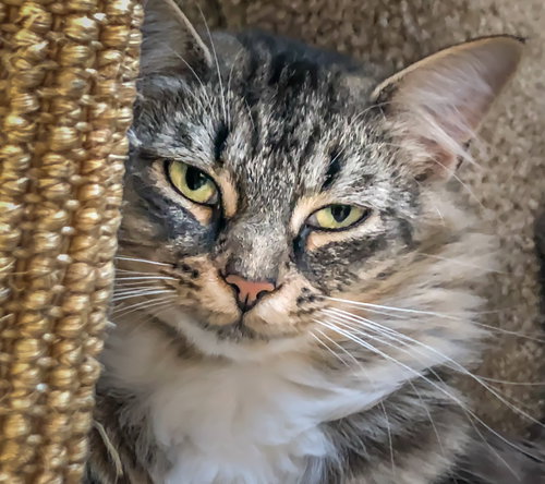 April (FIV+ and Positively Adoptable!)