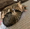 Ovi (bonded with Holtby