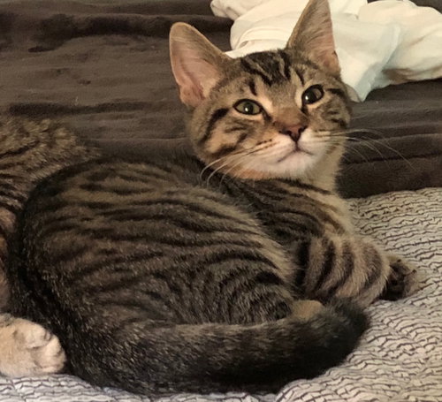 Ovi (bonded with Holtby