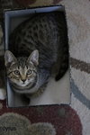 Cyrus