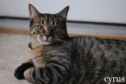 Cyrus