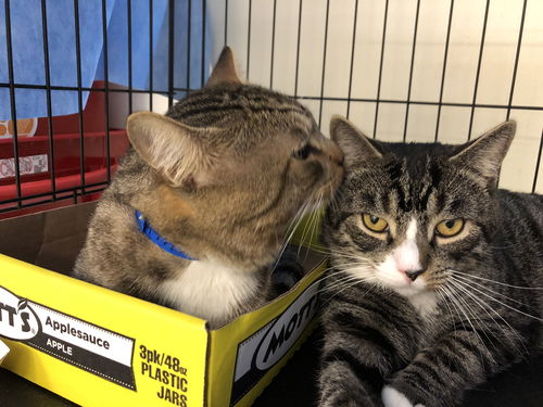 Big M (w/ Little M, FIV+ Positively Adoptable!)