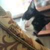 Sylvester (must be adopted w/Slinky-St Croix cats)