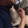 Sylvester (must be adopted w/Slinky-St Croix cats)