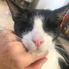 Sylvester (must be adopted w/Slinky-St Croix cats)