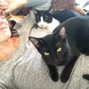 Sylvester (must be adopted w/Slinky-St Croix cats)