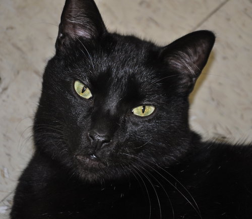 Corvus