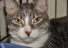 Mr. Bojangles (bonded with Basil)