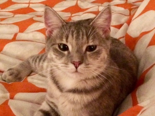 Kuzy
