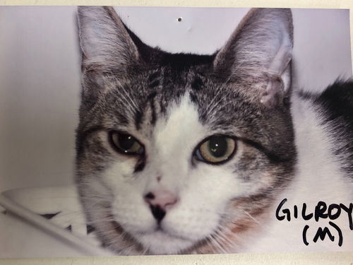 Gilroy (bonded with Gary)