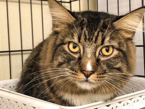 Chewbacca (bonded with Sunny D)