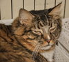 Chewbacca (bonded with Sunny D)