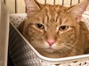 Chewbacca (bonded with Sunny D)