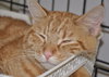 Chewbacca (bonded with Sunny D)