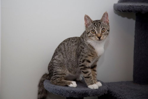 Koa (must be adopted w/Casper 2018)