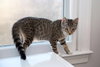 Koa (must be adopted w/Casper 2018)