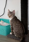 Koa (must be adopted w/Casper 2018)