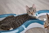 Koa (must be adopted w/Casper 2018)