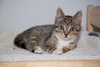 Koa (must be adopted w/Casper 2018)