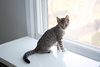 Koa (must be adopted w/Casper 2018)